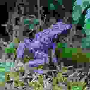 Dendrobates Auratus Pena Blanca