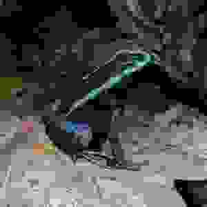 Phyllobates aurotaenia "Green"