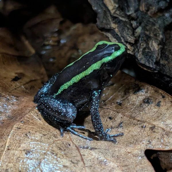 PXL_20260201_180116141.NIGHT