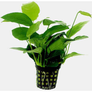 Anubias Nana 5 CM Pot