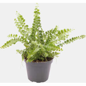 Nephrolepis Exaltata Duffy