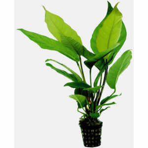 Anubias Heterophylla 5 CM Pot