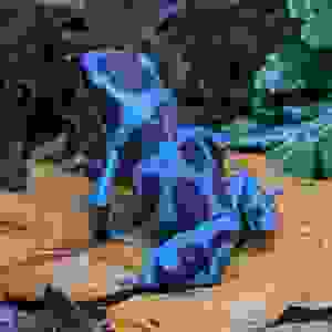 Dendrobates auratus ‘Celeste’