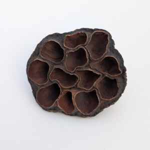 Lotus Pods 4-6 CM