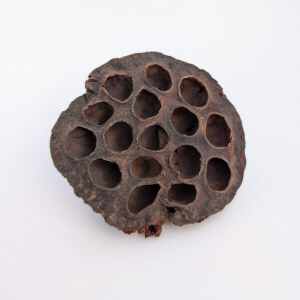 Lotus Pods 6-8 CM