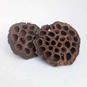 Lotus Pods 9-11 CM