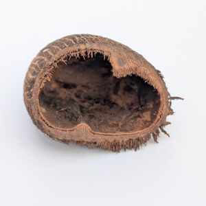 Palm Pod Half