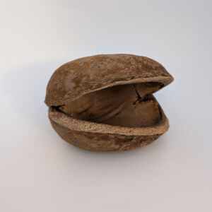 Boeddha Noot 10-15 CM