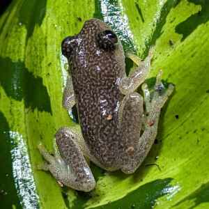 Madagascar Sterrennacht Rietkikker (Heterixalus Alboguttatus)