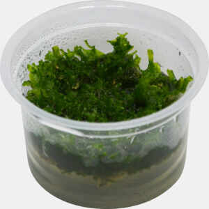 Easy Grow 82 Monosolenium Tenerum