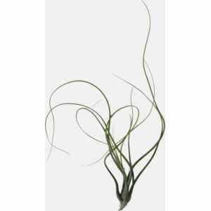 Tillandsia Butzii