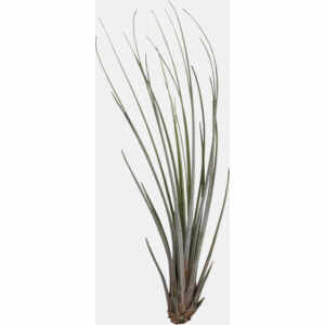 Tillansia Juncea