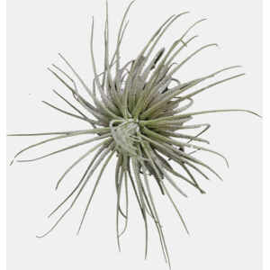 Tillansia Magnusiana