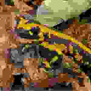 Vuursalamander (Salamandra salamandra s. terrestis)