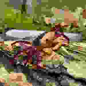 LEPIDOTHELPHUSA MENNERI 2-2,5CM