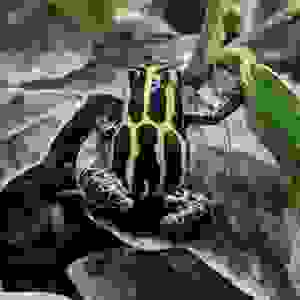 Ranitomeya amazonica “French Guiana”