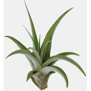 Tillansia Capitata Peach