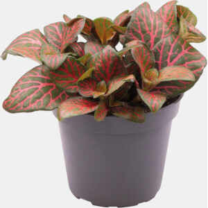 Pt-Fittonia Joly Josan