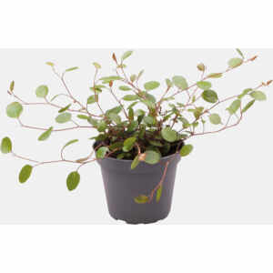 Pt-Muehlenbeckia Complexa