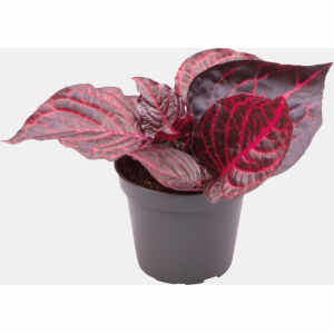 Pt-Iresine Herbstii Bloodleaf