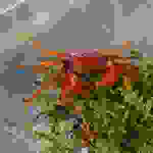 GEOSESARMA DENNERLE TOMATO