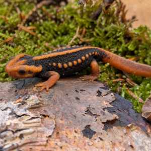 Tylototriton Shanjing