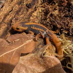 Tylototriton Shanjing