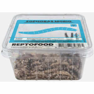 Moriowormen Bakje 50 gram