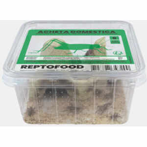 Huiskrekel Bakje Maat 6