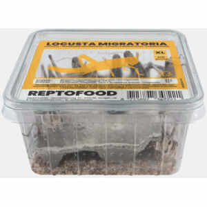 Sprinkhanen (Locusta Migratoria) XL Bakje