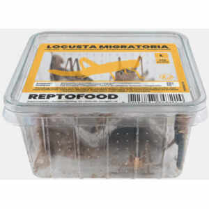 Sprinkhanen (Locusta Migratoria) L Bakje