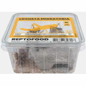 Sprinkhanen (Locusta Migratoria) M Bakje