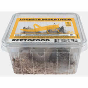 Sprinkhanen (Locusta Migratoria) S Bakje