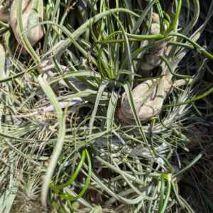 Tillandsia Mix