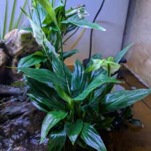 Spathiphyllum / Lepelplant