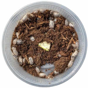 Porcellio laevis Dairy Cow