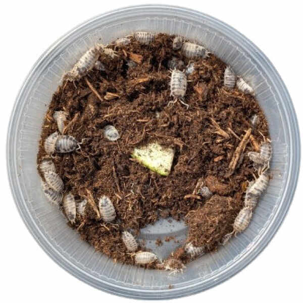 Porcellio laevis Dairy Cow