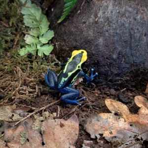 Dendrobates Tinctorius 'Cobalt'