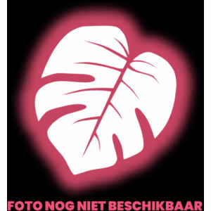 Geosesarma Rouxi Redrainbow 3-3.5CM