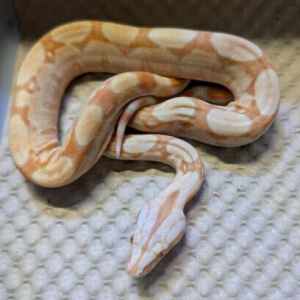 Albino het Blood possible het Anery