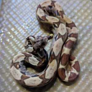 Hypo het Red dragon possible het Anery