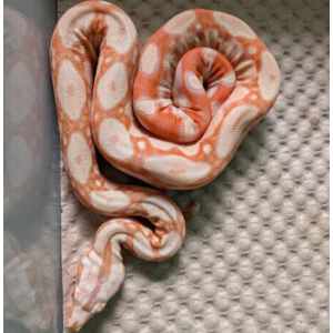 Sunglow Jungle het Blood possible het Anery