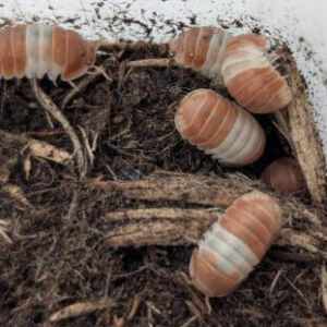 Cubaris sp. "Orange Panda King"