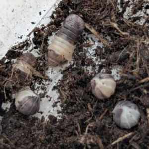Cubaris sp. "Panda King"