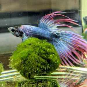 Betta sp. Crowntail Thai Flag Male