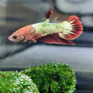 Betta sp. Plaket Fancy Male
