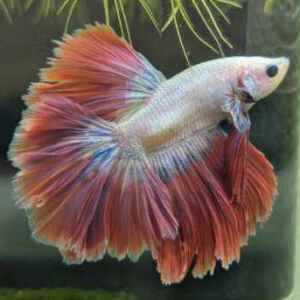 Betta sp. Halfmoon Lavender Male