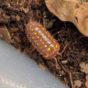 Armadillidium Frontetriangulum 'Orange'