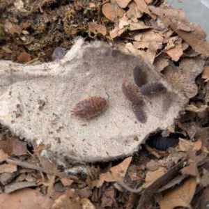 Porcellio Scaber 'Red Calico'