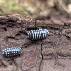 Armadillidium maculatum “Zebra”